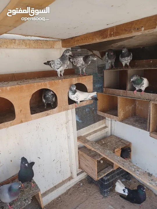 Pakistani pigeons