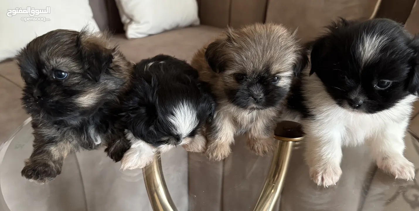 shihTzu Puppies