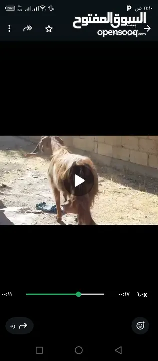 عنز حليب بصلاة على النبي