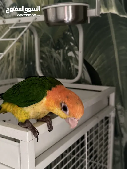 White belly caique baby