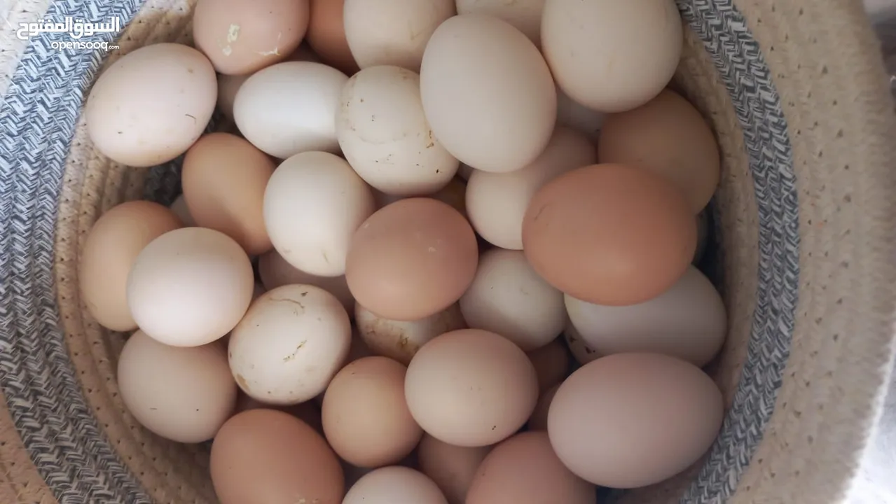 بيض  دجاج وحبش بلدي نباتي للبيع