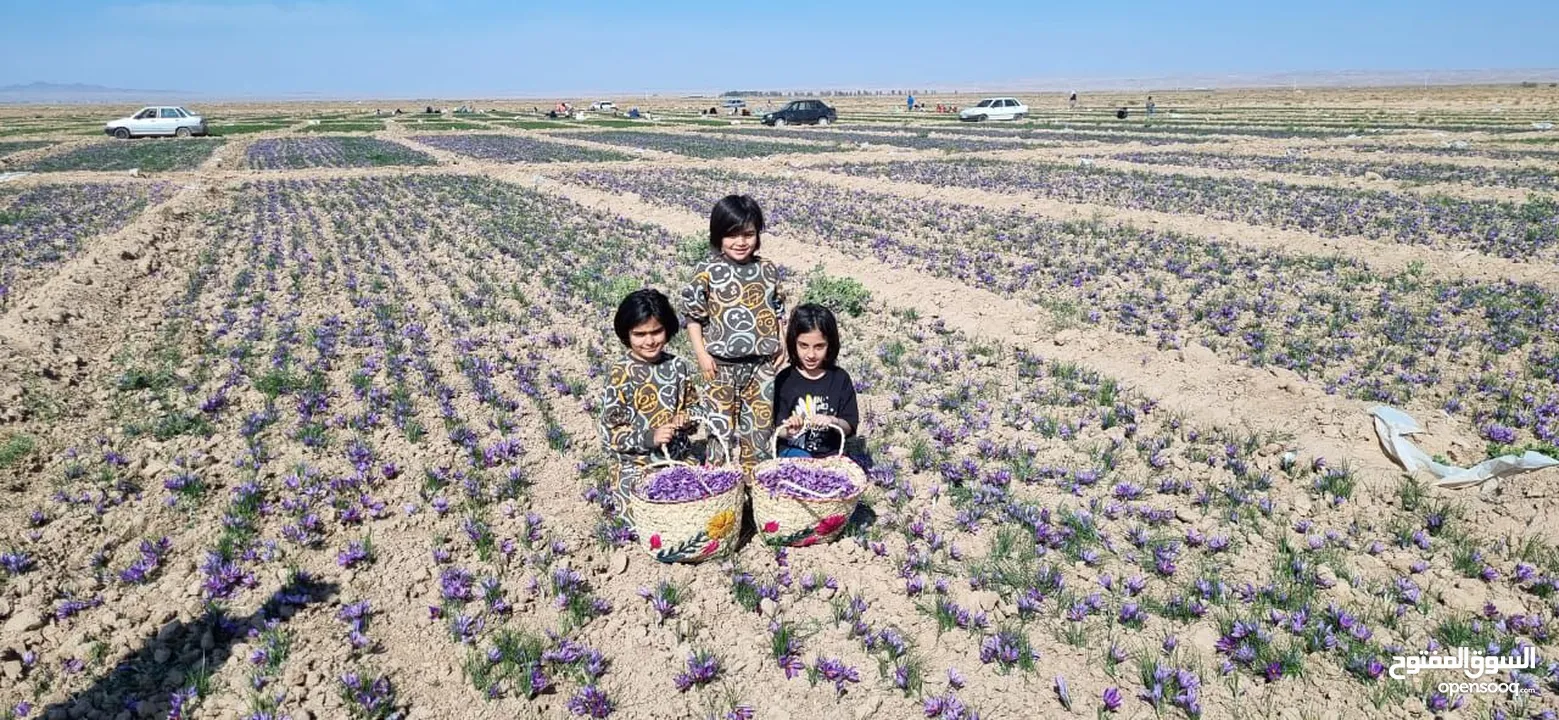 Gohar Rizeh saffron زعفران گوهر ریزه