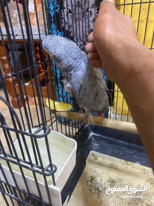 موجود كاسكو متكلم واليف بيطلع عاليد وبحب يلعب