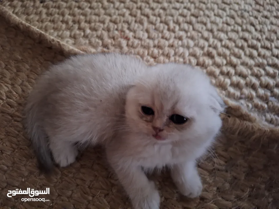kittens for sale 60 days old    Scottish.