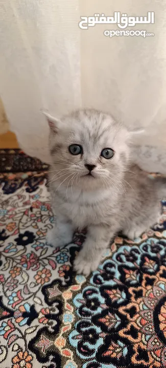 كيتنز سكوتش ستريت سيلفر شيدد  مستوى عالي