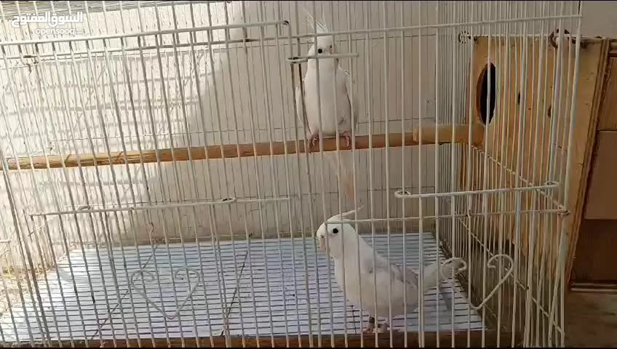 birds with cage