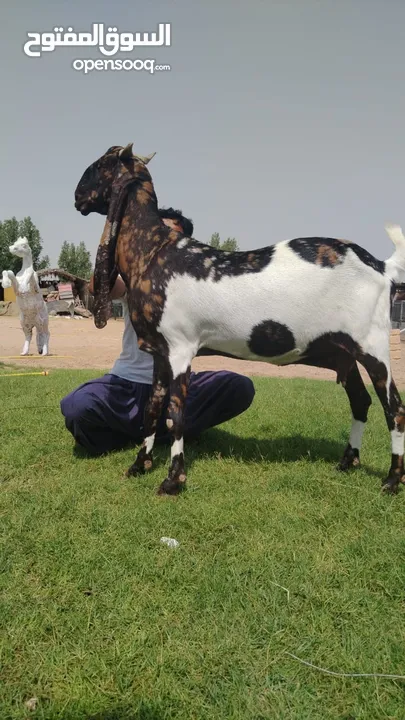 Goats beetal gulabi kamori hijazi