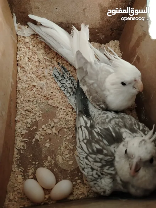 طيور بصلاه عنبي