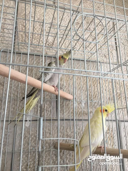 ببغاء كوكتيل اليف