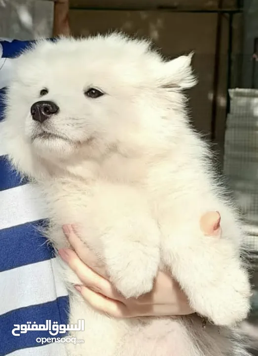 Pure Samoyed puppies