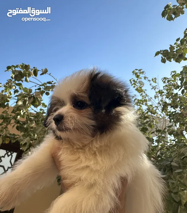 كلب شيتزو للتبني (ذكر)  Dog for adoption :Shih Tzu Puppy (Male)