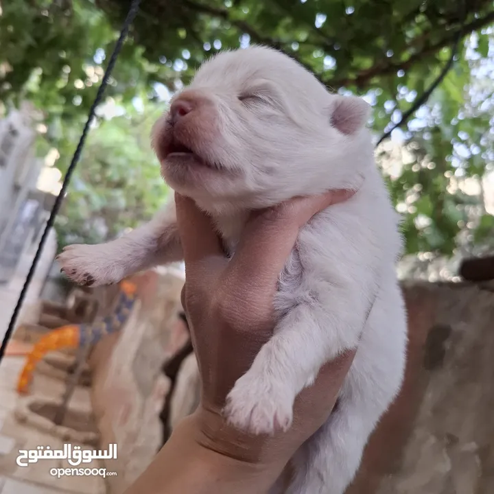 كلاب بوميرينان صغار  للبيع