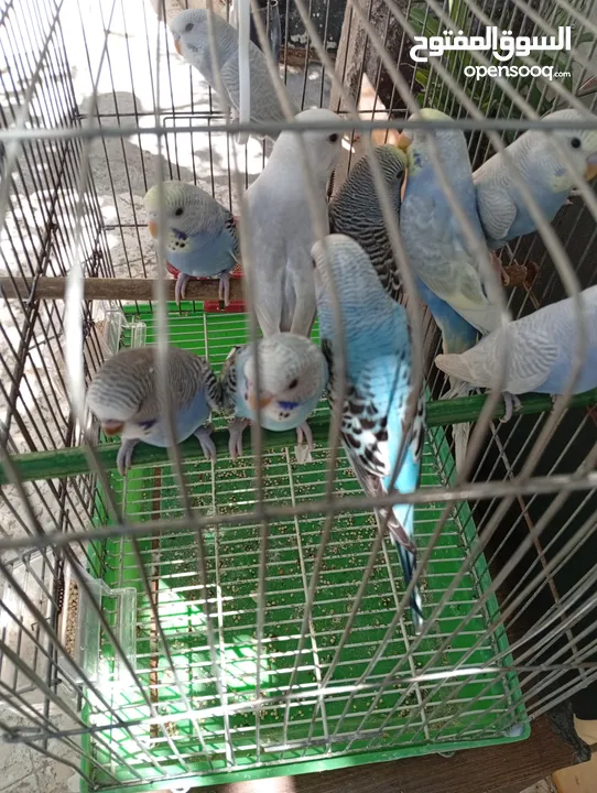 10 طيور حب طفرات جميله ونادرة  تبارك الله