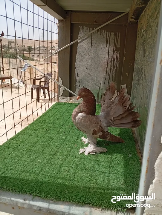 هزازات سعر حرررررق الوان مشكلة و حباااات بتجننننن