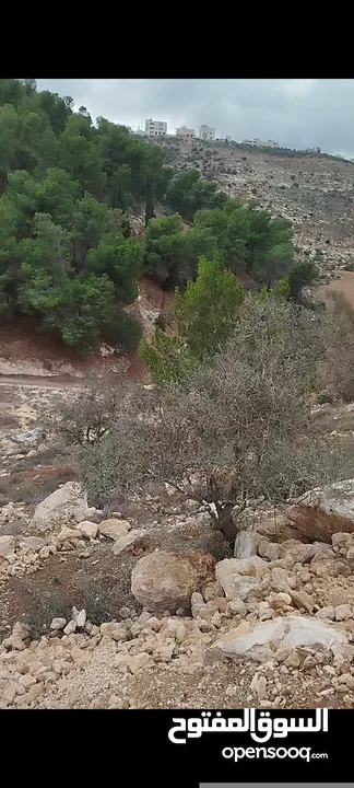 أرض للبيع في الخليل دورا