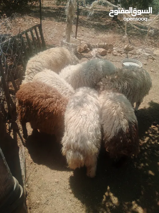 موجود خواريف اعمار 7.5 شهور ونص وزن قائم تقريبا 45 كيلو قطعه بصلاة على النبي