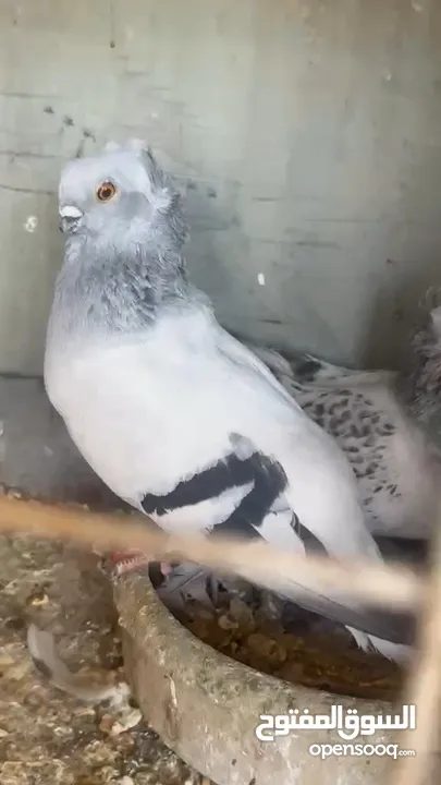 اجواز للبيع شغالات وصلاه النبي مدينة الزرقا اقرا الوصف
