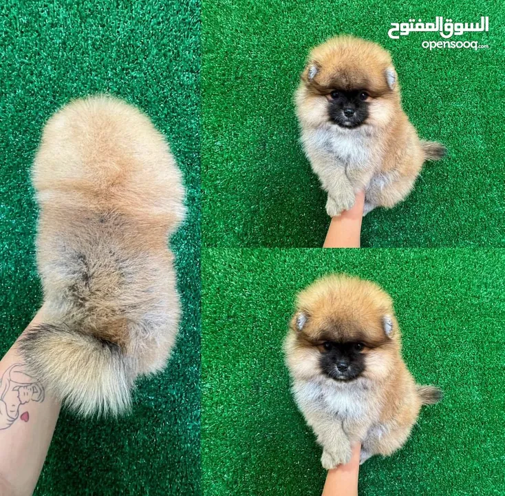 Male & Female Pomeranian for sale