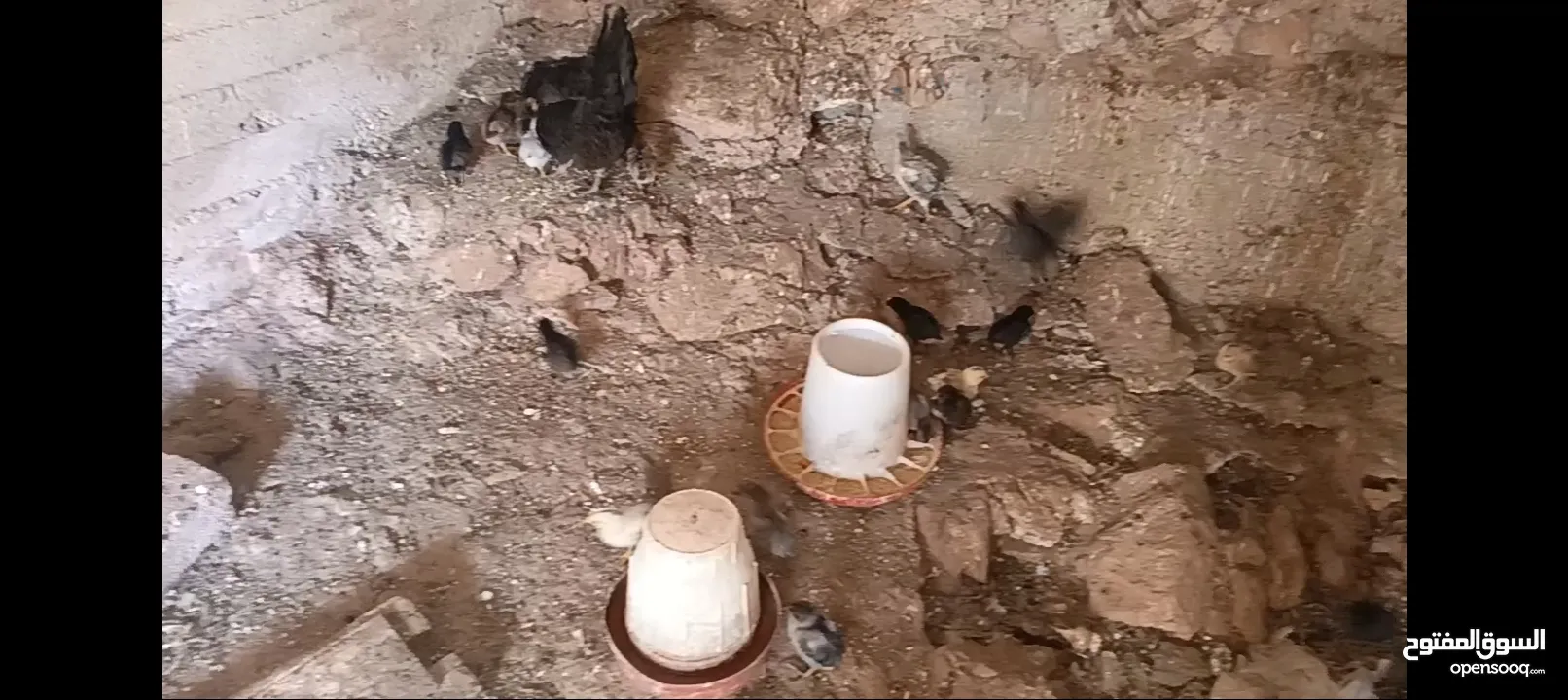 3 جاجات مع فراخهم