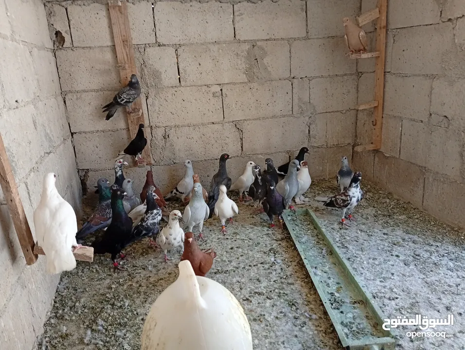 حمام للبيع الوان كش  طيور حمام
