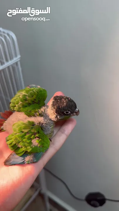 Green cheek conure chick فرخ كنيور قرين شيك