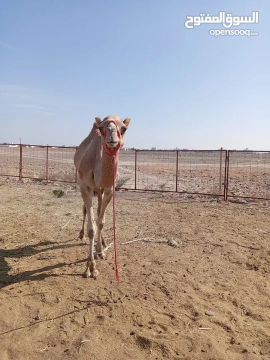 بعير للبيع