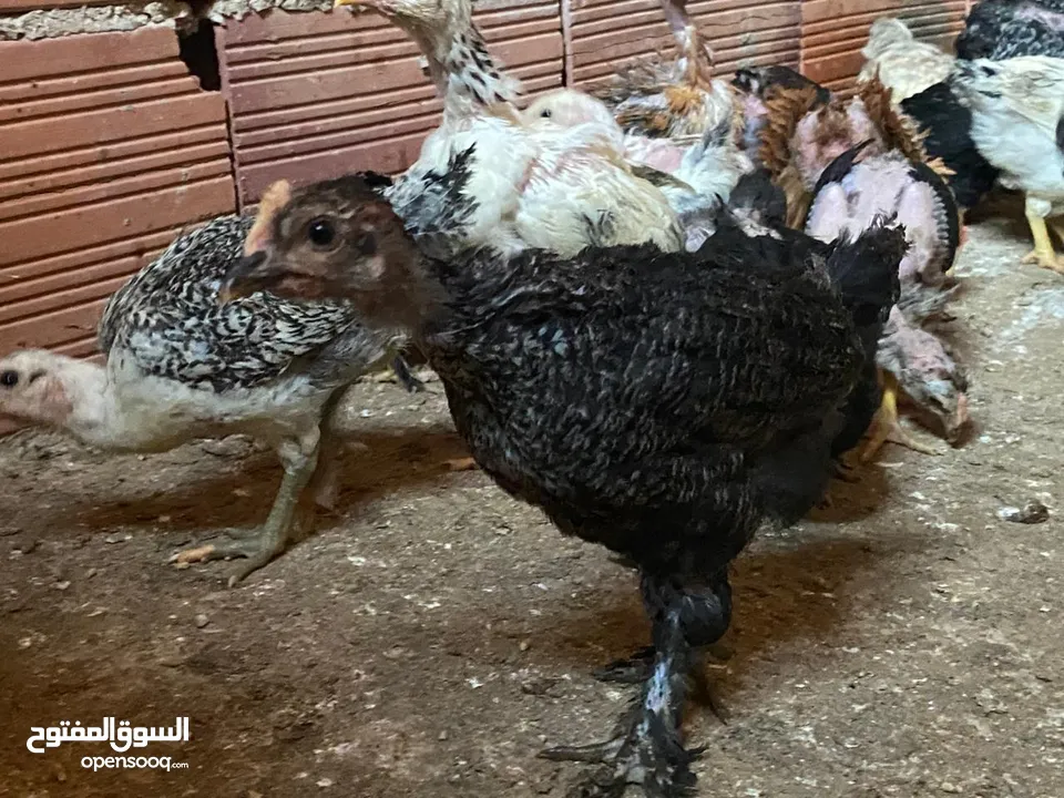 دجاج  فيومي وعربي وجيان