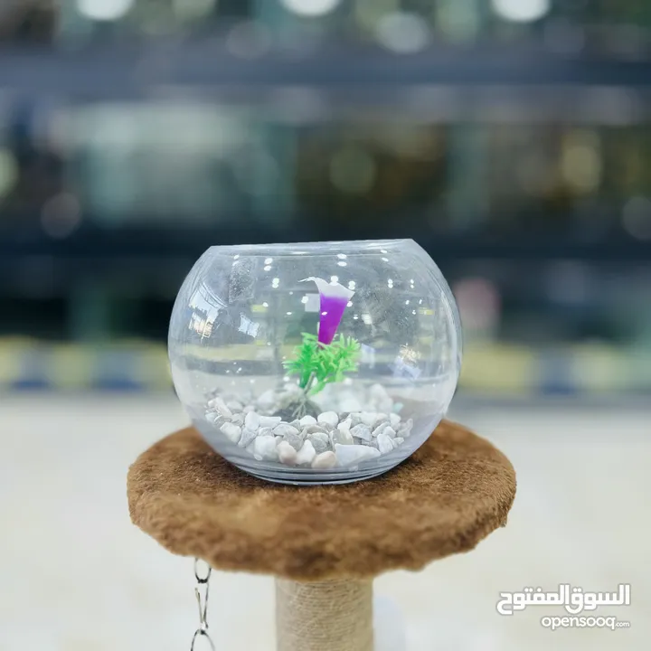 عرض ناار حوض سمك حجم وسط مع 3 سمكات