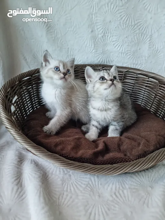 بيور بريتش شورت هير pure british shorthair