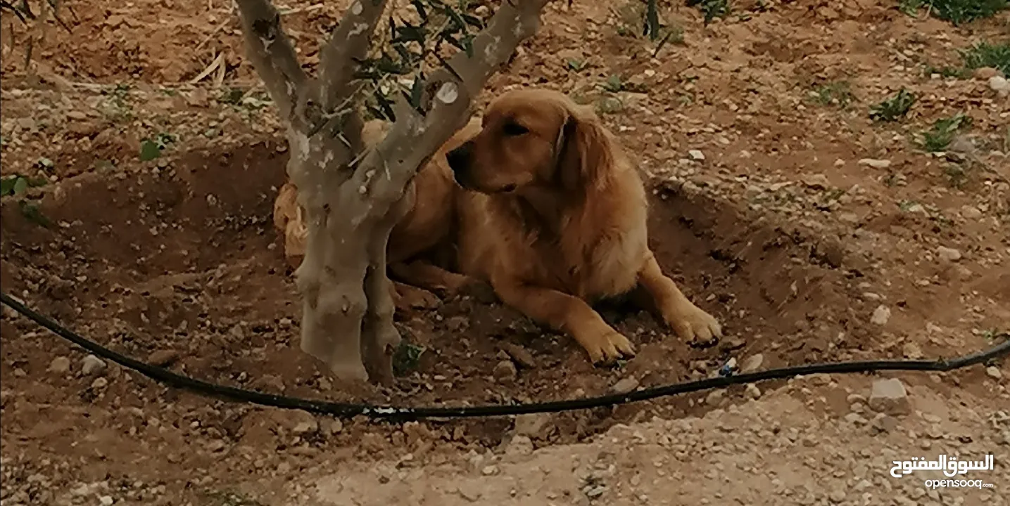 جوز Golden Retriever جولدن ريتريفر اصلي ذكر وأنثى لأعلى سعر