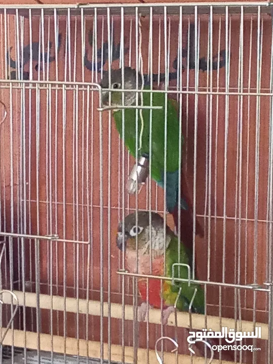 النوع : جرين تشك  الجنس : زوج مفحوص dna  الحالة : جاهزين للانتاج  السعر : 1000 الموقع : رام الله