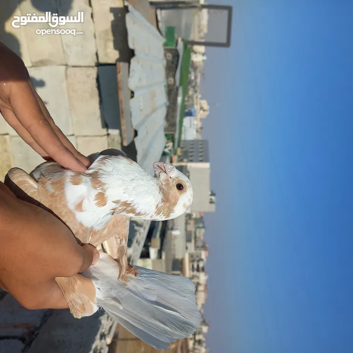 حمام كش  نضيف