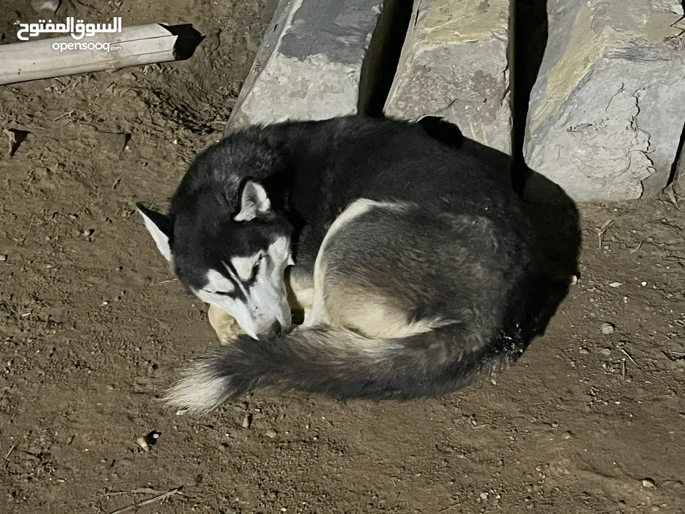 Male husky around 6 months