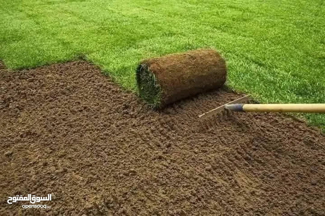 نجيل ديكوندرا ونجيل طبيعي