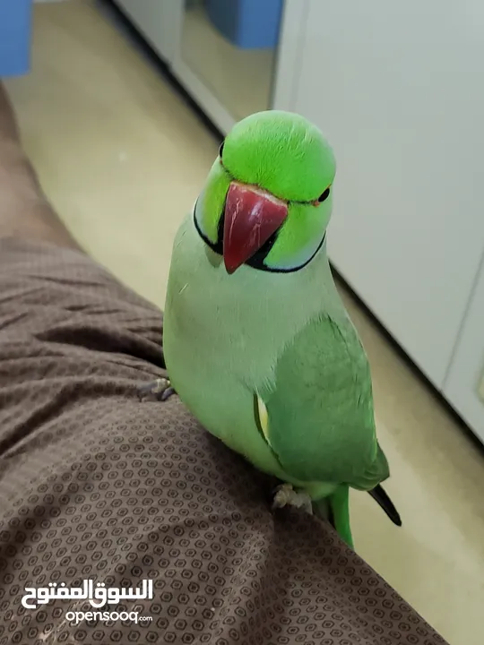 Indian ringneck talking and tamed male