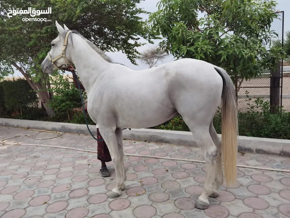 خيل عربي  للبيع