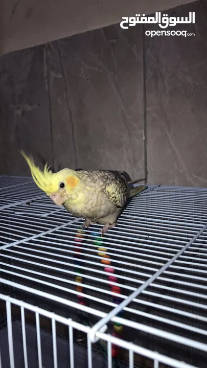 Cockatiel Baby Parrot Tamed Age 45 Days