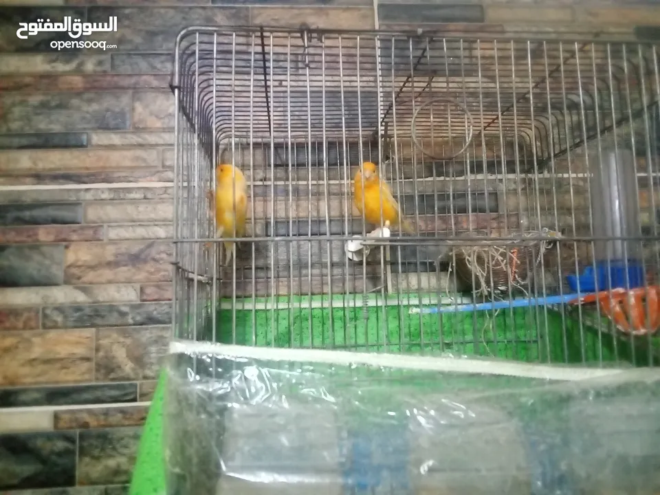 جوزرن كنار