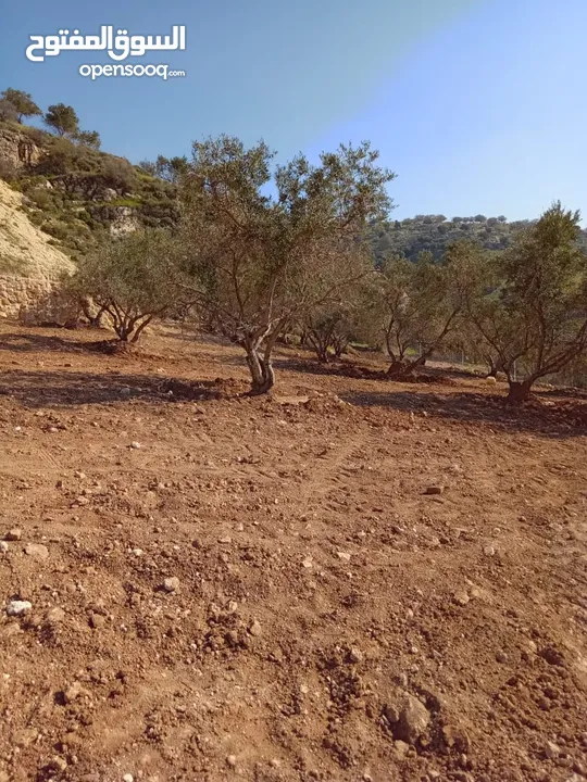 مزرعة للبيع من اراضي غرب عمان  منطقة البصة (ابو السوس ) للبيع بسعر مغري