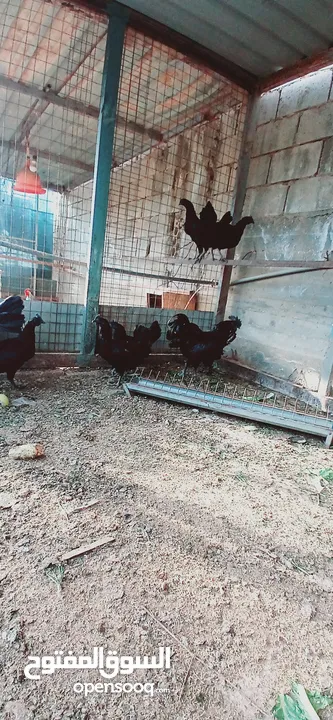 دجاج لامبرجيني ذو الحم والعضم وكامل اسود