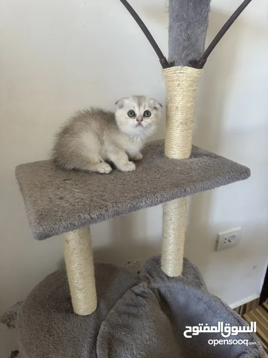 سكوتش تريبل فولد وستريت