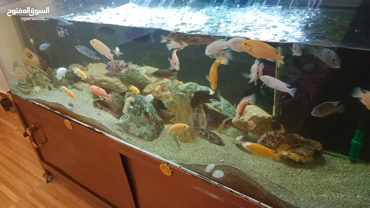 حوض أسماك كبير 2 متر + جميع الملحقات
