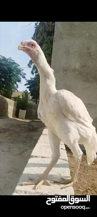 صيصان وديوك باكستاني
