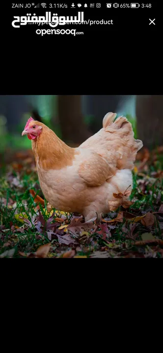 مطلوب دجاج من نفس النوع الظاهر بل صورة للتواصل عل خاص _________________________