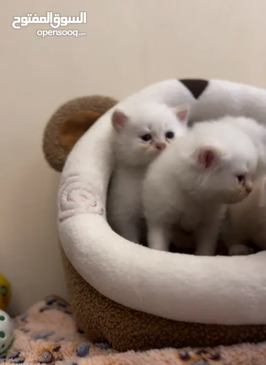 Persian kittens