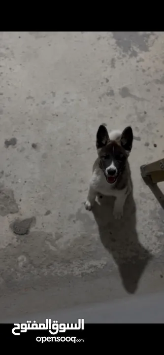 كلبة اكيتا امريكي عمر 80 يوم