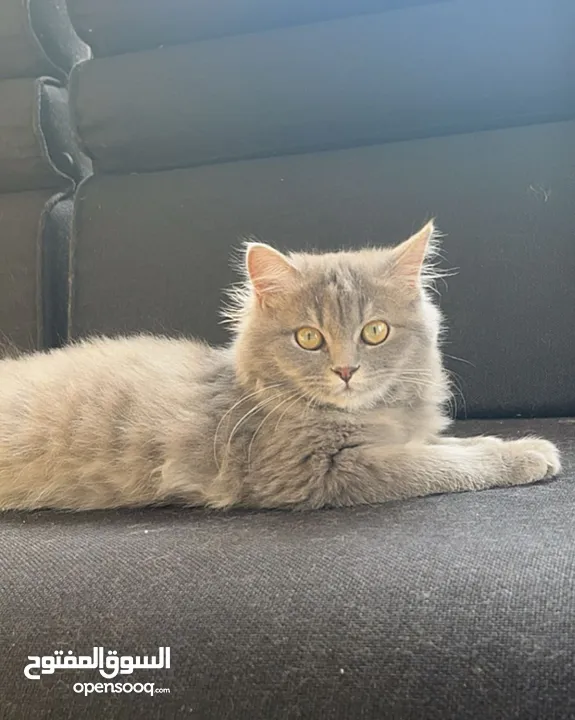 Type British longhair, age: 3-5 months old, female