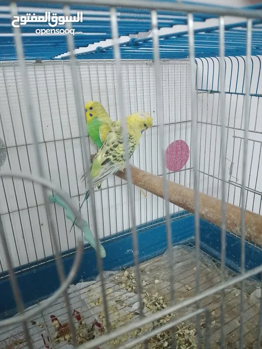 جوز حب شغلات انثى فيها بيض 15