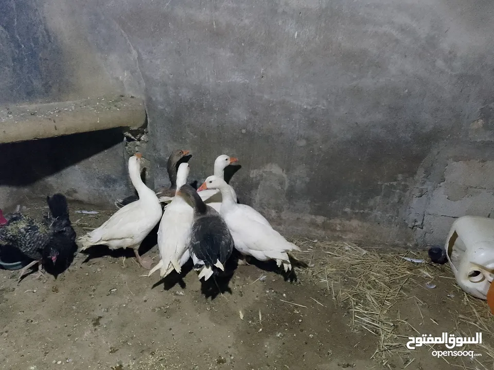 متاح طقم وز 6 حبات شغالات كفالة