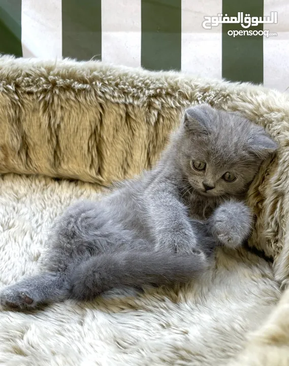 Purebred Scottish fold & British short hair